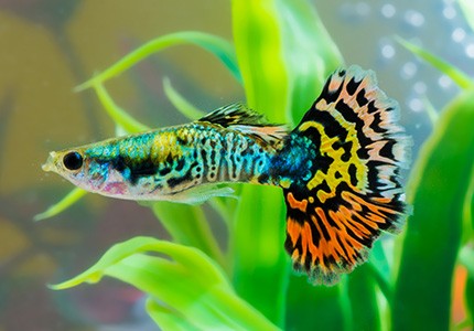 Gupik Pawie Oczko - jak zadbać o tę piękną rybę i zapewnić jej najlepsze warunki w Twoim akwarium?