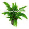 Cryptocoryne green crisped leaf [sadzonka]