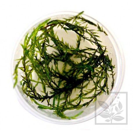 Willow moss - Fontinalis hypnoides