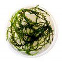 Willow moss - Fontinalis hypnoides - kubek