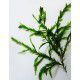Willow moss - Fontinalis antipyretica - kubek