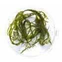 Willow moss - Fontinalis duriae - kubek