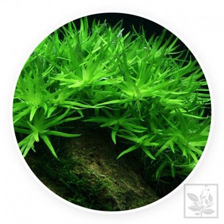 Heteranthera zosterifolia [sadzonka]