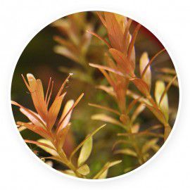 Rotala rotundifolia 'red' [sadzonka]
