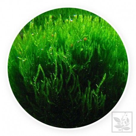 Flame moss - Taxiphyllum sp.