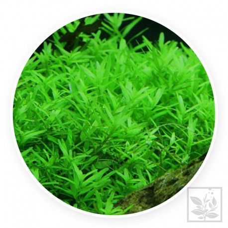 Rotala rotundifolia 'green' [sadzonka]