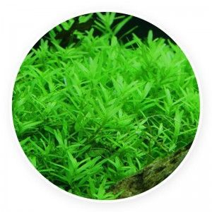 Rotala rotundifolia 'green'