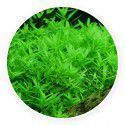 Rotala rotundifolia green [10 sadzonek]