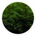 Taiwan moss - Taxiphyllum alternans Kubek 5cm