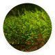 Mini taiwan moss - Isopterygium sp.