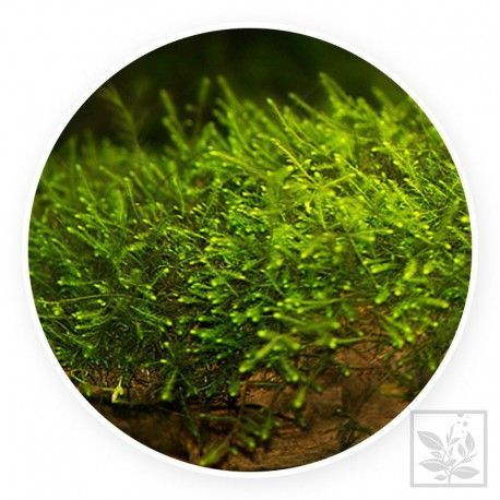 Mini taiwan moss - Isopterygium sp.