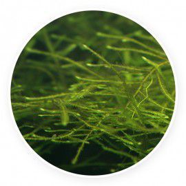 Java moss - Taxiphyllum barbieri
