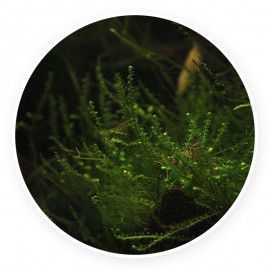 Creeping moss - Vesicularia sp. Kubek 5cm