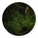 Creeping moss - Vesicularia sp. Kubek 5cm