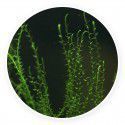 Stringy moss (Leptodictyum riparium) Mech Kubek 5cm