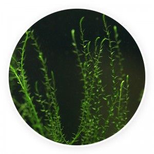 Stringy moss (Leptodictyum riparium) Mech 1 gałązka