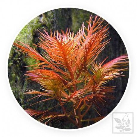 Proserpinaca palustris [sadzonka]