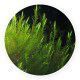 Quell Willow moss - Fontinalis hypnoides