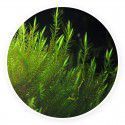 Quell Willow moss - Fontinalis hypnoides Kubek 5cm