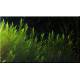 Quell Willow moss - Fontinalis hypnoides