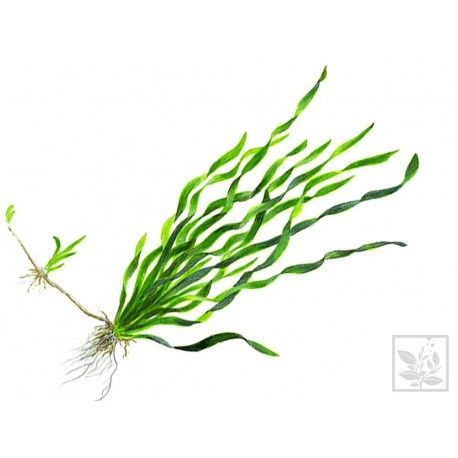 Vallisneria asiatica [sadzonka]