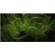 Creeping moss - Vesicularia sp.
