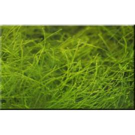 Mini Java moss - Taxiphyllum sp.