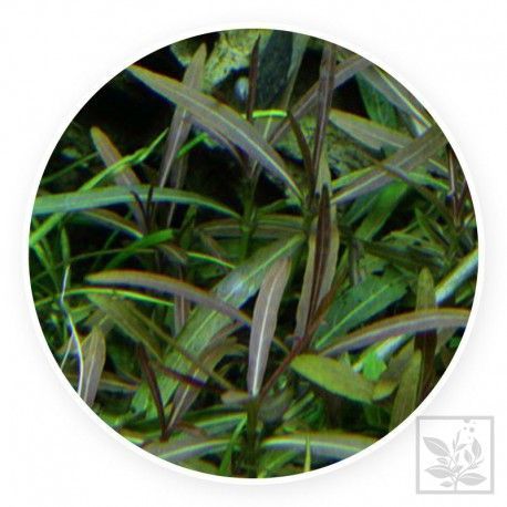 Hygrophila Araguaia [sadzonka]