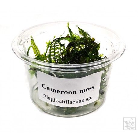 Cameroon moss - porcja w pudełku