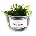 Pilo moss - porcja w pudełku