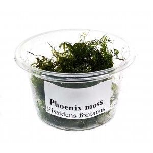 Phoenix moss - porcja w pudełku