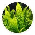 Microsorum sp. India (Green Gnom) [sadzonka]