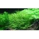 Blyxa japonica 1-2 Grow Tropica