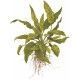 Cryptocoryne wendtii 'Green' 1-2 Grow Tropica