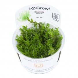 Gratiola viscidula 1-2 Grow Tropica