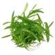 Helanthium bolivianum 'Quadricostatus' 1-2 Grow Tropica
