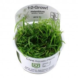 Helanthium tenellum 'Green' 1-2 Grow Tropica