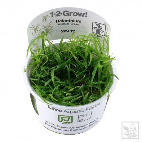 Helanthium tenellum 'Green' 1-2 Grow Tropica