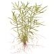Heteranthera zosterifolia 1-2 Grow Tropica