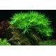 Heteranthera zosterifolia 1-2 Grow Tropica