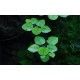 Limnobium laevigatum 1-2 Grow Tropica