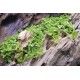 Micranthemum tweediei 'Monte Carlo' 1-2 Grow Tropica