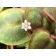 Phyllanthus fluitans 1-2 Grow Tropica