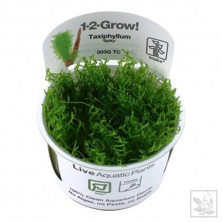 Taxiphyllum 'Spiky' 1-2 Grow Tropica