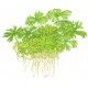 Ranunculus inundatus 1-2 Grow Tropica