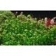 Rotala indica Bonsai 1-2 Grow Tropica