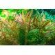 Rotala rotundifolia H'ra 1-2 Grow Tropica