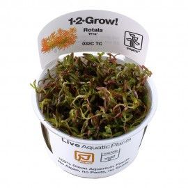 Rotala rotundifolia H'ra 1-2 Grow Tropica