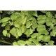 Salvinia auriculata 1-2 Grow Tropica