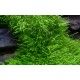 Utricularia graminifolia1-2 Grow Tropica